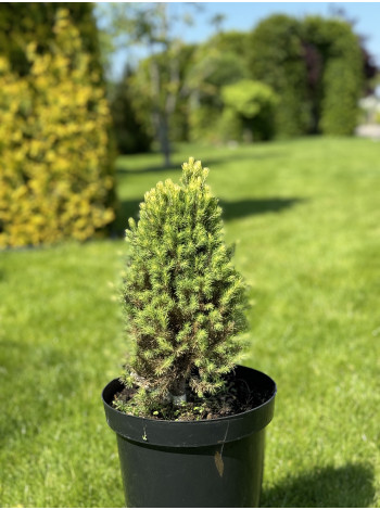 Купити або замовити Ялина