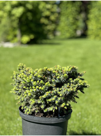 Купити або замовити Ялина