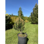 Сосна банкса Банска Ставница (Pinus banksiana Banska Stiavnica) 50 см, С5