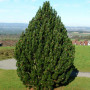 Сосна білокора "Компакт Джем" (Pinus heldreichii Compact Gem) 70 см, С10