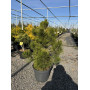 Сосна білокора "Компакт Джем" (Pinus heldreichii Compact Gem) 70 см, С10