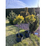Сосна гірська Dezember Gold (Pinus mugo Dezember Gold) 50 см, С5