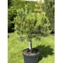 Сосна гірська Dezember Gold (Pinus mugo Dezember Gold) 50 см, С5