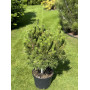 Сосна гірська Dezember Gold (Pinus mugo Dezember Gold) 50 см, С5