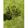 Сосна гірська Dezember Gold (Pinus mugo Dezember Gold) 50 см, С5