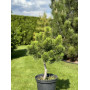Сосна гірська Dezember Gold (Pinus mugo Dezember Gold) 50 см, С5