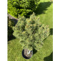 Сосна звичайна Френшем (Pa) (Pinus sylvestris Frensham (Pa)) 80 см, С5