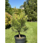 Сосна гірська Голден Глоу (Pinus mugo Golden Glow) 50 см, C10 