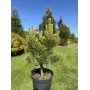 Сосна гірська Голден Глоу (Pinus mugo Golden Glow) 50 см, C10 