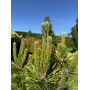 Сосна гірська Голден Глоу (Pinus mugo Golden Glow) 50 см, C10 