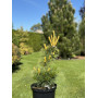 Сосна дрібноквіткова Голділокс (Pinus parviflora Goldilocks)  70 см, С5