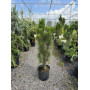 Сосна чорна Грін Рокет (Pinus nigra Green Rocket) 80 см, С5