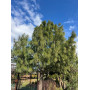 Сосна гімалайська (Pinus wallichiana / griffithii)