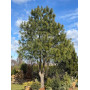 Сосна гімалайська (Pinus wallichiana / griffithii)