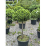 Сосна гірська Літомисл (Pinus mugo Litomysl) PA 40-50 см, С5
