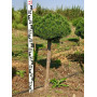 Сосна гірська Літомисл (Pinus mugo Litomysl) PA 40-50 см, С5