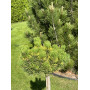 Сосна гірська Нана Балканіка Ауреа (Pinus mugo Nana Balcanika Aurea) 30 см, С10