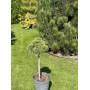 Сосна веймутова Нордвей Брум (Pinus strobus Nordway boom) 20 см, С5
