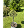 Сосна веймутова Нордвей Брум (Pinus strobus Nordway boom) 20 см, С5