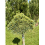 Сосна веймутова Нордвей Брум (Pinus strobus Nordway boom) 20 см, С5