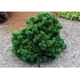 Сосна горная Оранж Сан (Pinus mugo Orange Sun)