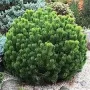 Сосна горная Оранж Сан (Pinus mugo Orange Sun)