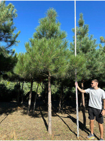  Ексклюзиви