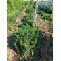 Сосна гірська Пуміліо (Pinus mugo Pumilio) 30 см, С5