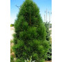 Сосна білокора Сателіт (Pinus heldreichii Satelit) 80 см, С10