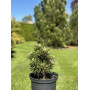 Сосна білокора Шмідта (Pinus leucodermis Shmidtii) 10 см, С5