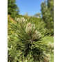 Сосна білокора Шмідта (Pinus leucodermis Shmidtii) 10 см, С5