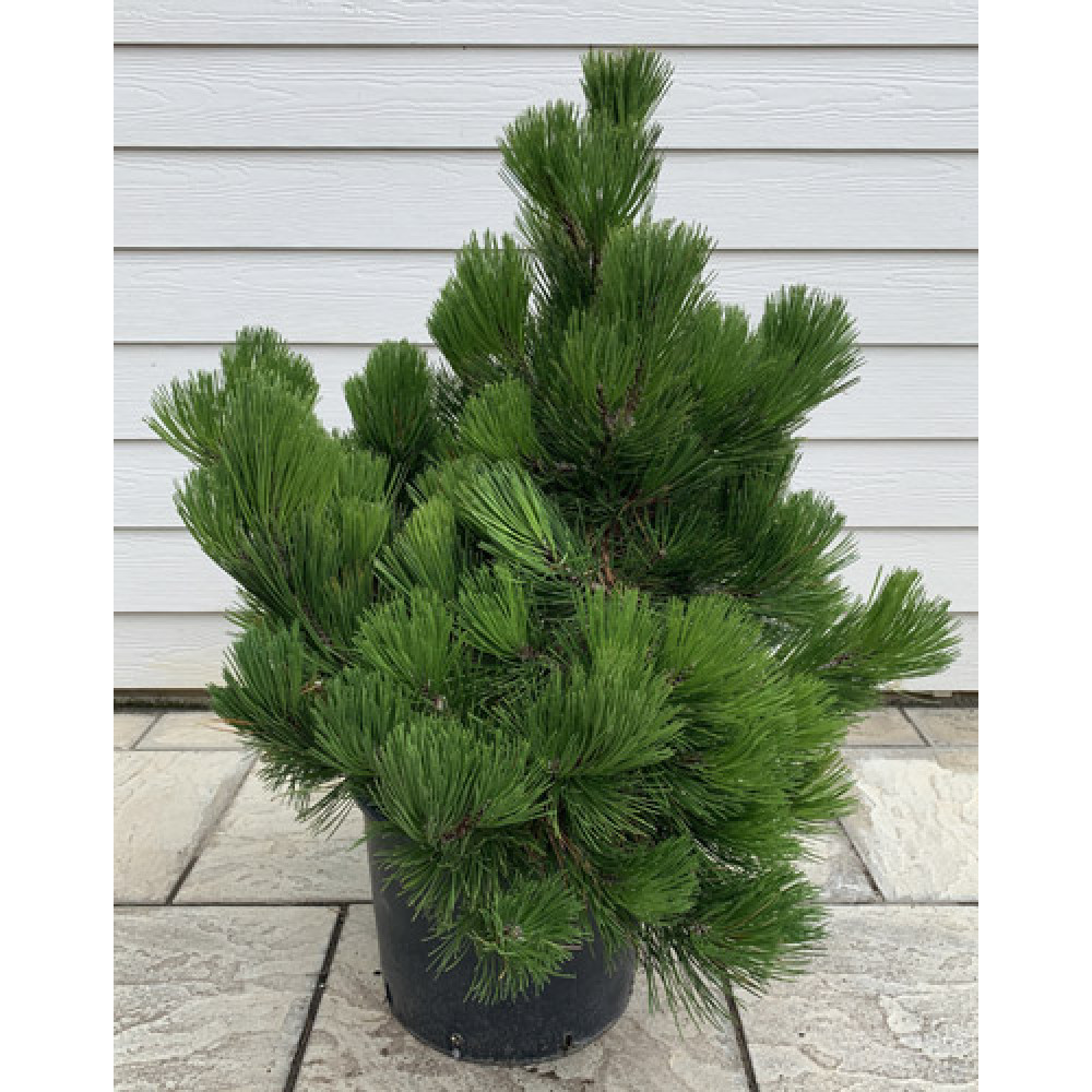Сосна смолиста Нана (Pinus resinosa Nana) 60 см, С10