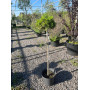 Сосна чорна SN 18 (Pa) (Pinus nigra SN 18 (Pa)) 20 см, С10