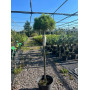 Сосна чорна SN 18 (Pa) (Pinus nigra SN 18 (Pa)) 20 см, С10