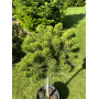 Сосна гірська Старкл (Pa) (Pinus mugo Starkl (Pa)) 20 см, С5