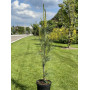Сосна веймутова Стоу Піллар (Pinus strobus Stowe Pillar) 80 см, С10
