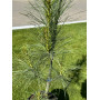 Сосна веймутова Стоу Піллар (Pinus strobus Stowe Pillar) 80 см, С10