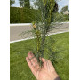 Сосна веймутова Стоу Піллар (Pinus strobus Stowe Pillar) 80 см, С10