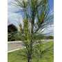 Сосна веймутова Стоу Піллар (Pinus strobus Stowe Pillar) 80 см, С10