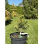 Сосна гірська Саншайн (Pinus mugo Sunshine) 50 см, С5