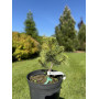 Сосна гірська Саншайн (Pinus mugo Sunshine) 50 см, С5