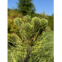 Сосна гірська Саншайн (Pinus mugo Sunshine) 50 см, С5