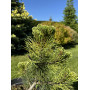 Сосна гірська Саншайн (Pinus mugo Sunshine) 50 см, С5