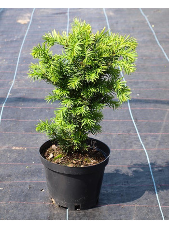 Купити або замовити Тис