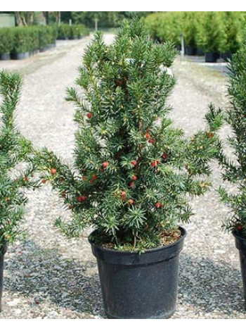 Купити або замовити Тис