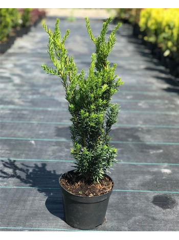 Купити або замовити Тис