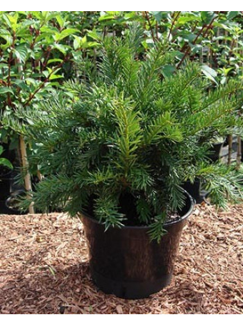 Купити або замовити Тис