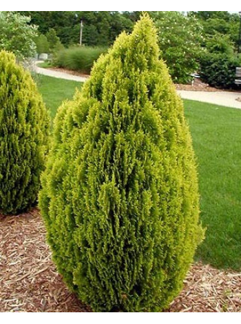 Купити або замовити Туя