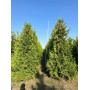 ТУЯ ЗАХІДНА БРАБАНТ (THUJA OCCIDENTALIS BRABANT) 350-400 см, 2xvWRB
