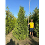 ТУЯ ЗАХІДНА БРАБАНТ (THUJA OCCIDENTALIS BRABANT) 350-400 см, 2xvWRB